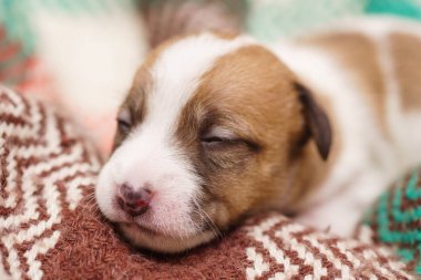 jack Russell terrier yavrusu