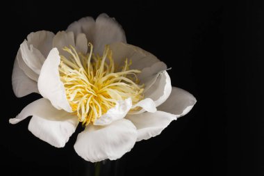 siyah arka plan üzerine Şakayık