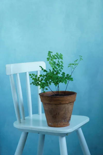 Fern in the vintage pot — Stock Photo, Image