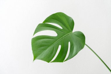 Yeşil monstera bitki