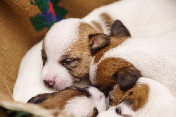 Jack russell terrier pups — Stockfoto