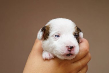 jack Russell terrier yavrusu