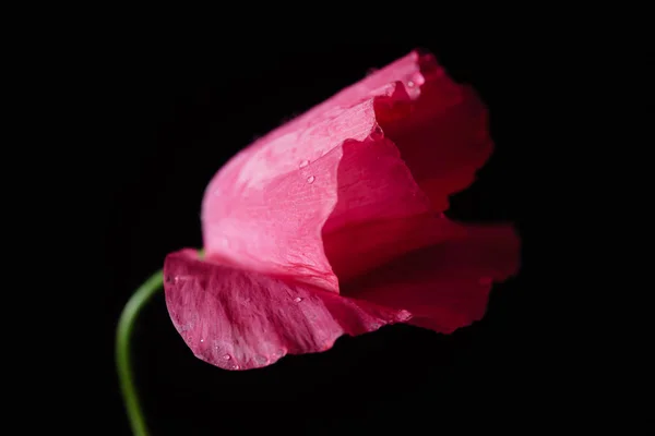 Hermosa flor de amapola —  Fotos de Stock