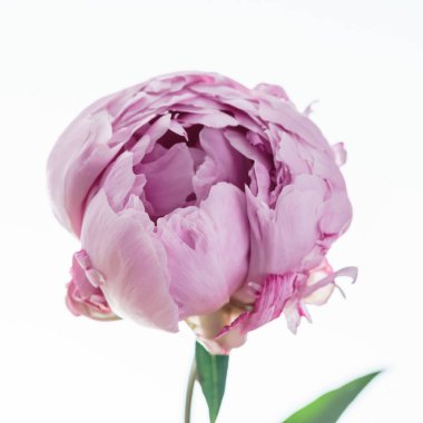 güzel Şakayık çiçeği