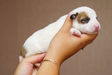 jack Russell terrier yavrusu
