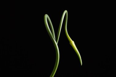 Yeşil sarımsak scape