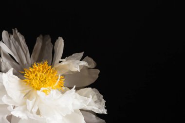 siyah arka plan üzerine Şakayık