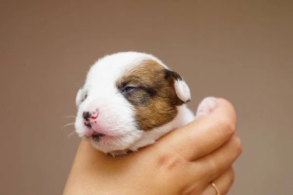 Jack Russell terrier yavrusu — Stok fotoğraf