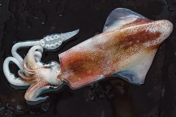 Calamari freschi su buio — Foto Stock