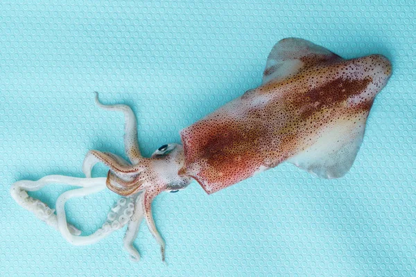 Fresh calamari on blue — Stock Photo, Image