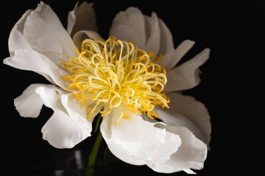 siyah arka plan üzerine Şakayık