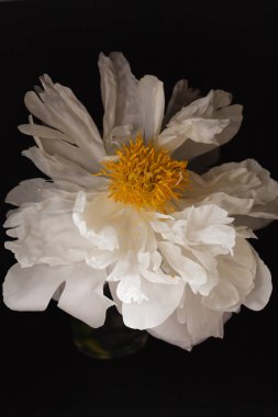 siyah arka plan üzerine Şakayık