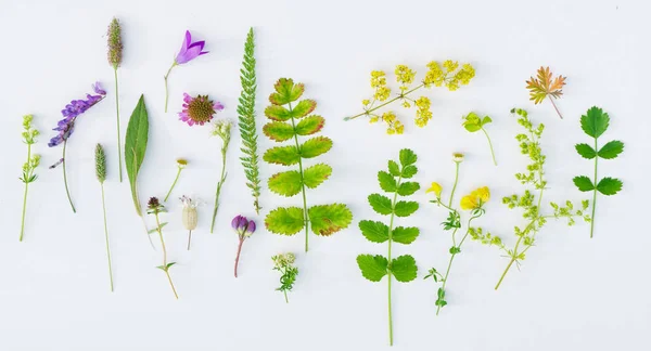 Composición de la naturaleza con plantas —  Fotos de Stock
