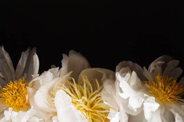 siyah arka plan üzerine Peonies