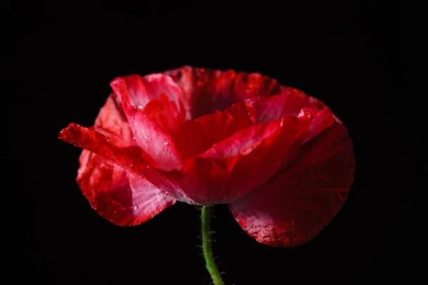 Linda flor de papoula — Fotografia de Stock