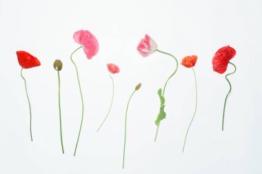 Beyaz haşhaş çiçekleri 