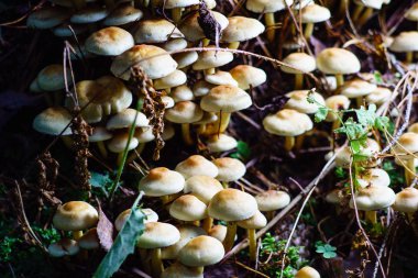 Büyüyen orman mantar  