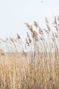 tohumlu reed saplarını 