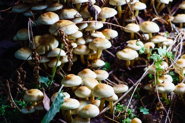 Büyüyen orman mantar  