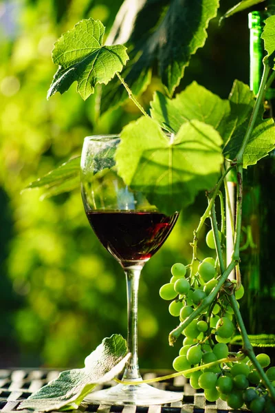 Вино з вирощуванням винограду — стокове фото