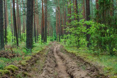 Yaz aylarında güzel orman 