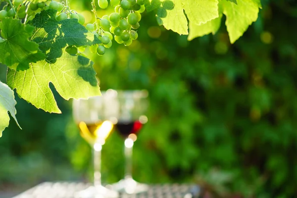 Вино з вирощуванням винограду — стокове фото