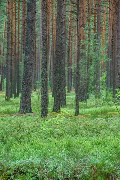 Yaz aylarında güzel orman — Stok fotoğraf