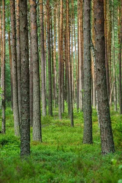 Mooie bos in de zomer — Stockfoto