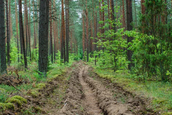 Yaz aylarında güzel orman 