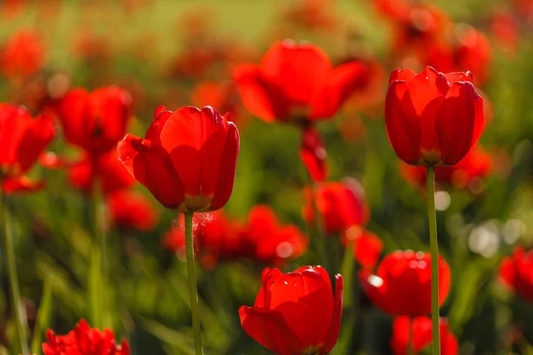Красивые Тюльпаны Растут Открытом Воздухе Закрыть — стоковое фото