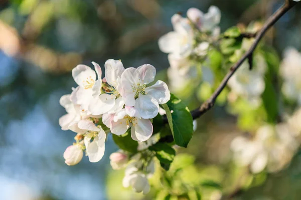 Ağaç bahar çiçek — Stok fotoğraf