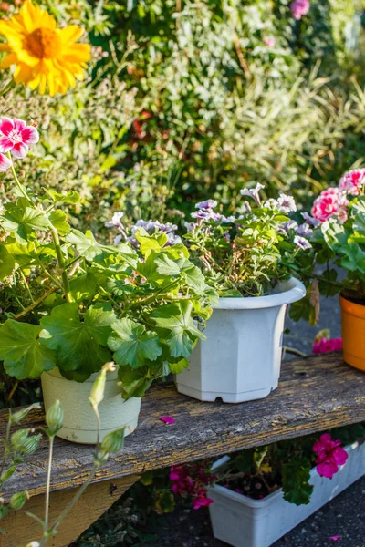 Flores de geranio creciendo — Foto de Stock