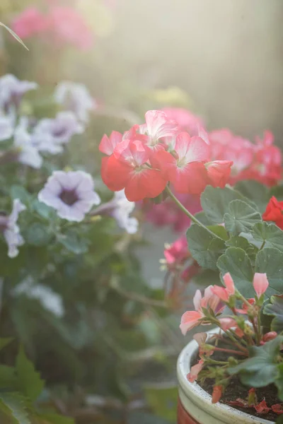 Przyjemne letnie kwiaty — Zdjęcie stockowe