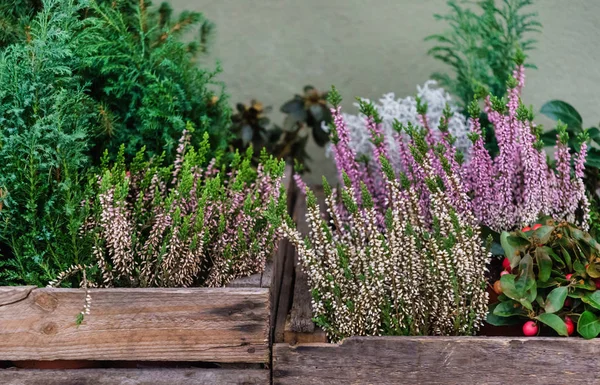 Plantas em loja de flores — Fotografia de Stock