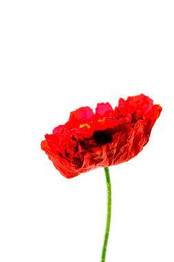 poppy üzerinde beyaz izole  