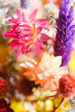 güzel sonbahar çiçekler