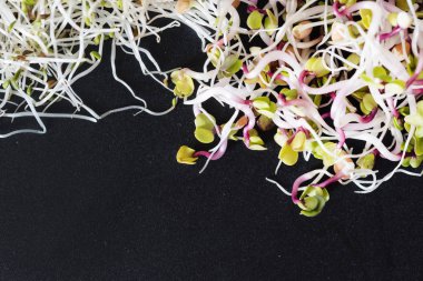 Yeşil taze filizlenir, yakın çekim