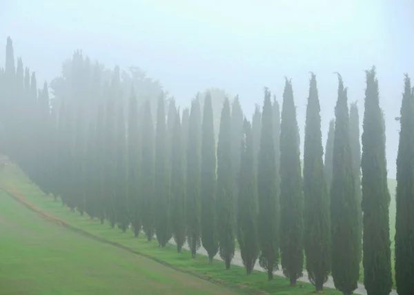 Nebbia nebbiosa in campagna — Foto Stock