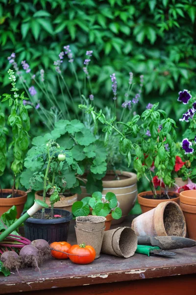 Tuin met potplanten — Stockfoto