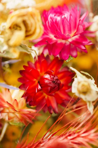 Beautiful autumn flowers — Stock Photo, Image