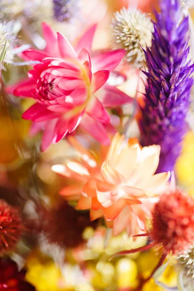 güzel sonbahar çiçekler