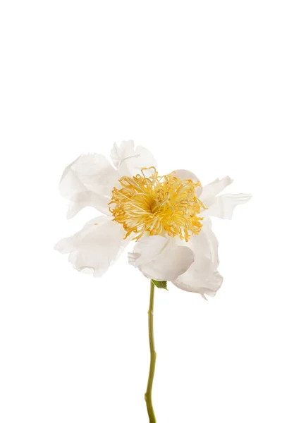 Flor de peonía blanca — Foto de Stock