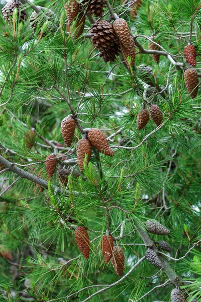 Zelená borovice — Stock fotografie