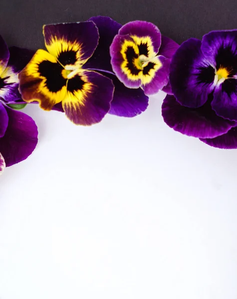 Hermosas flores de pansy —  Fotos de Stock