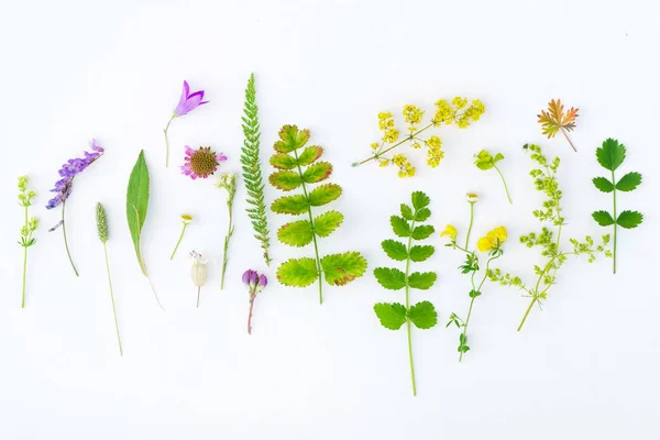 Natuur samenstelling met planten — Stockfoto