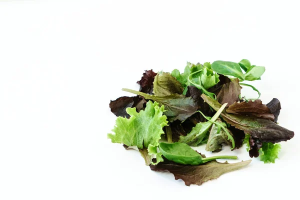 Feuilles de salade fraîches — Photo