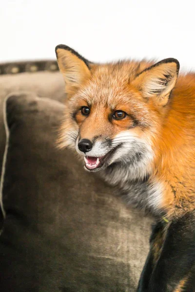 Красный лис в помещении — стоковое фото