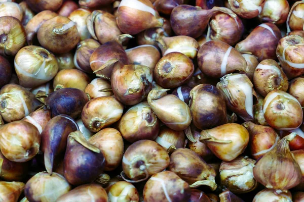 Bulbos de flores, tulipanes — Foto de Stock