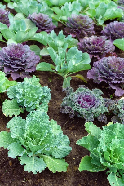 Growing Kale Garden Nature — Stock Photo, Image