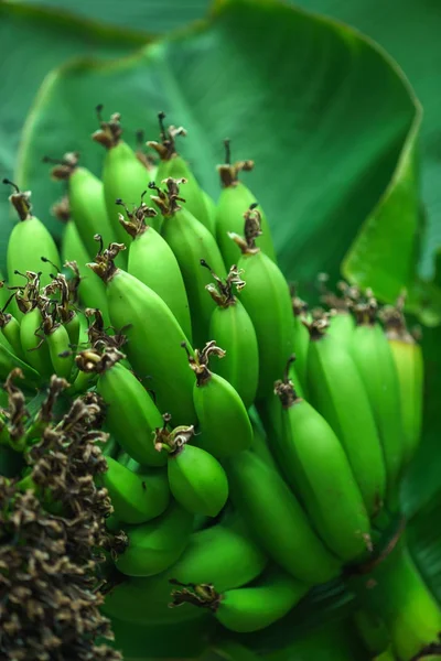 Green Bananas Growing Close — Stock Photo, Image